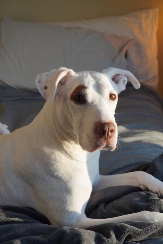 Nala yearning