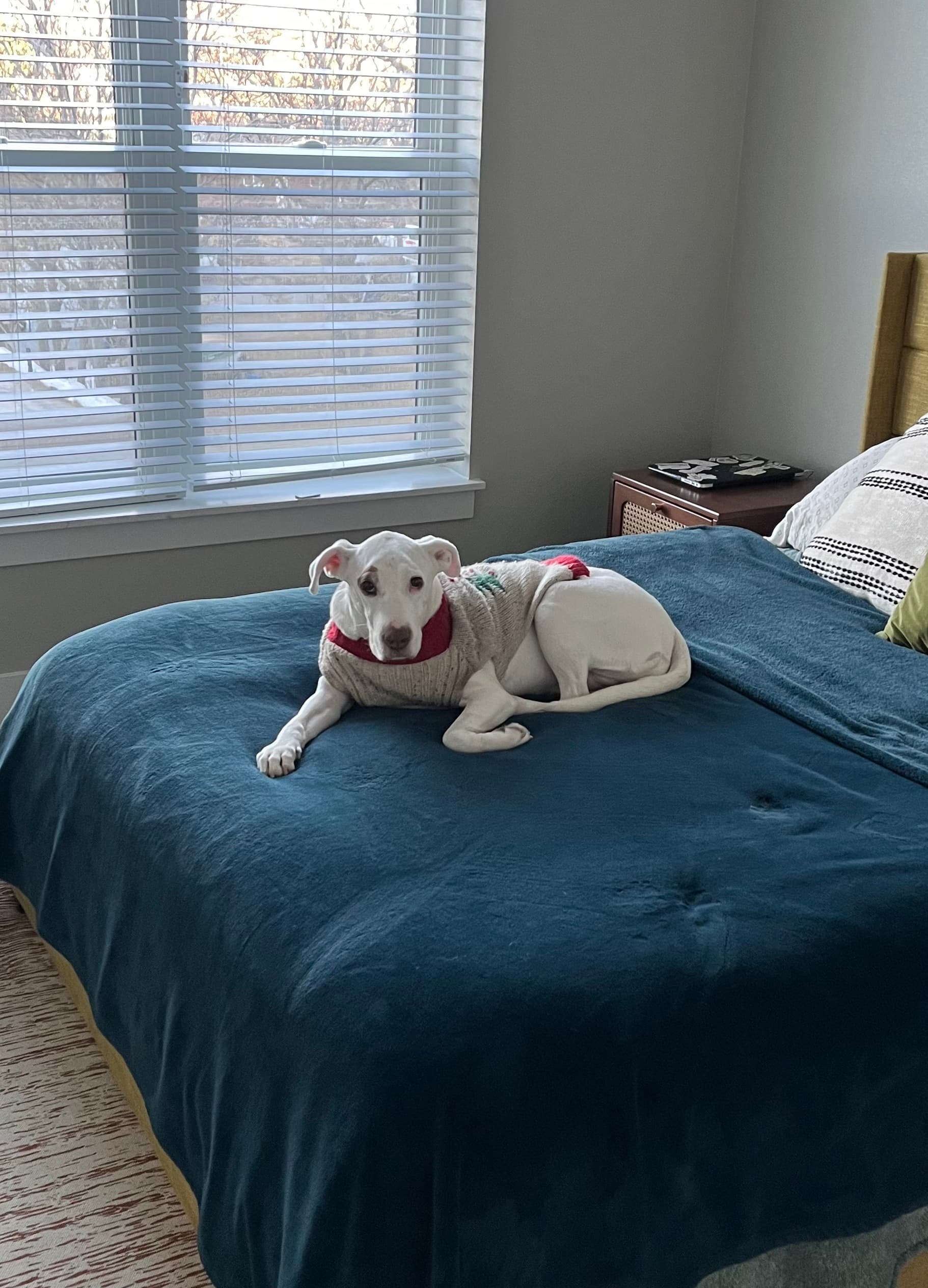 Nala on the bed