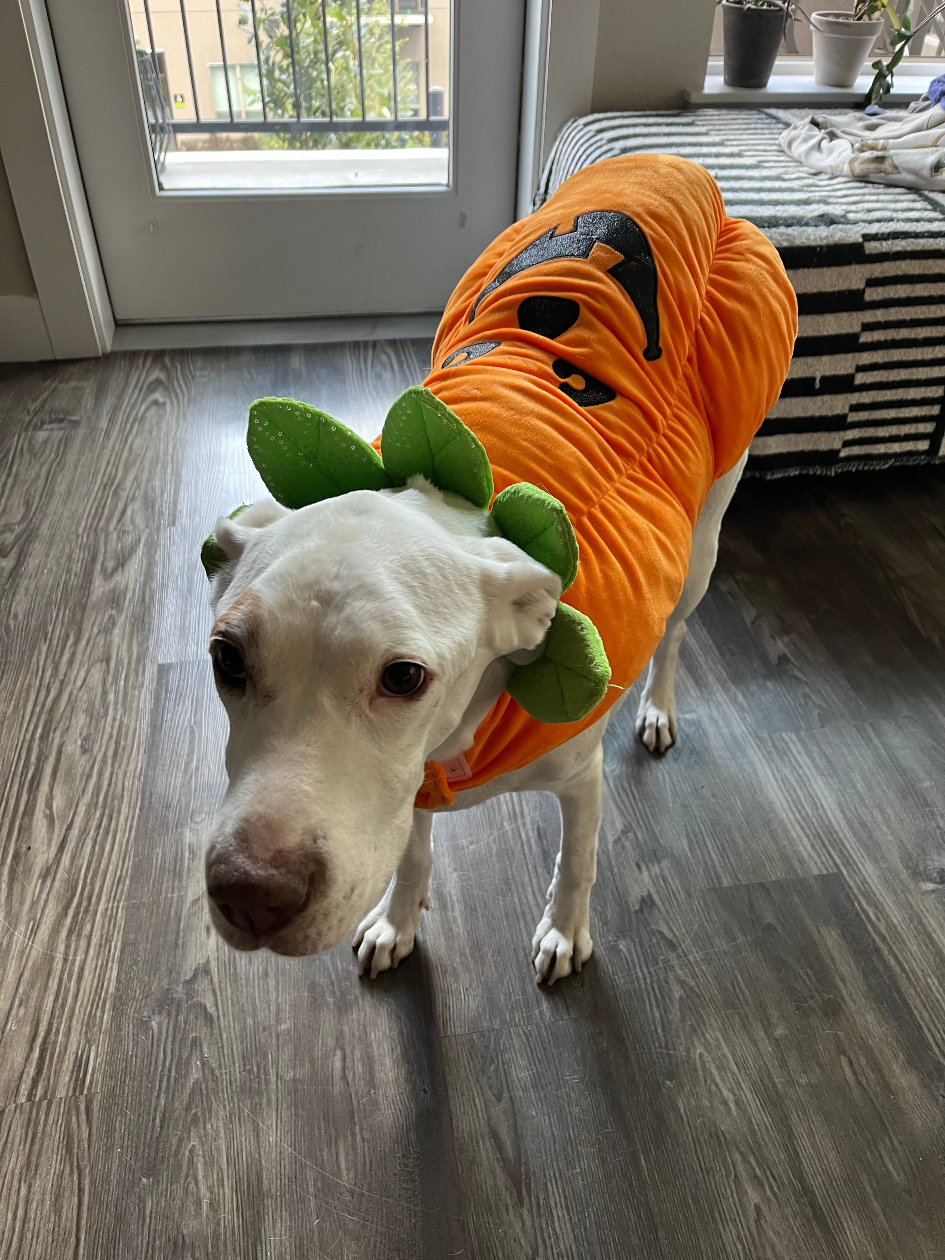 Nala in a pumpkin costume